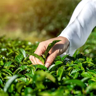 خرید انواع چای هندی از فروشگاه لاله شمعدان