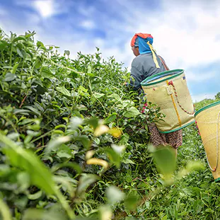 خرید انواع چای از فروشگاه لاله شمعدان